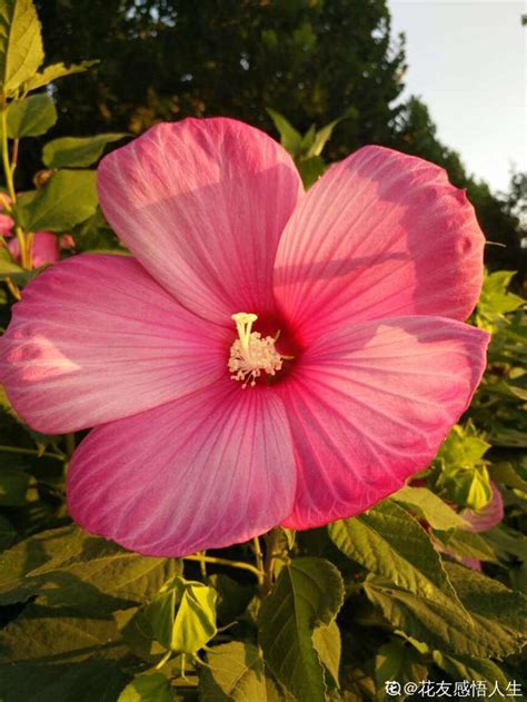 芙蓉會開花嗎|這3種「芙蓉」花，你見過幾種？夏去秋來都在開，美。